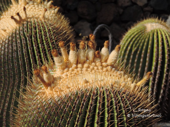 guatiza jardin de cactus 065