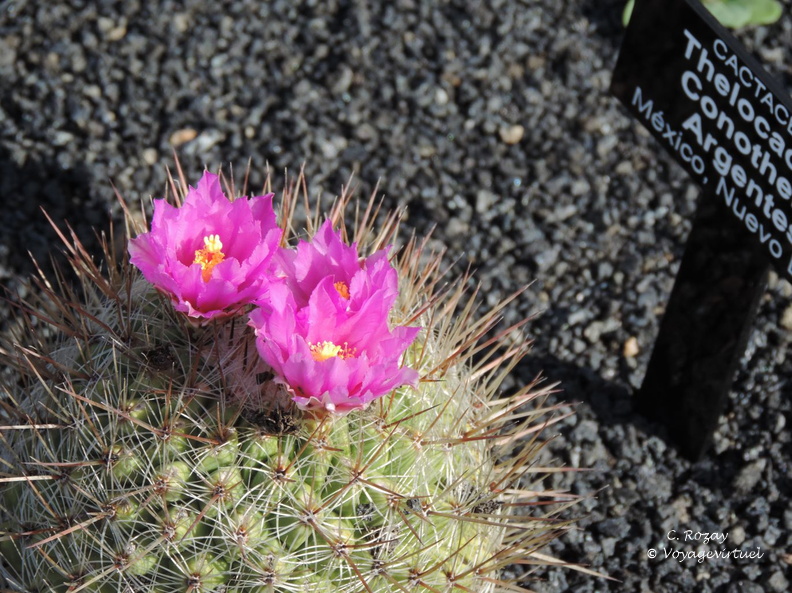 guatiza jardin de cactus 077