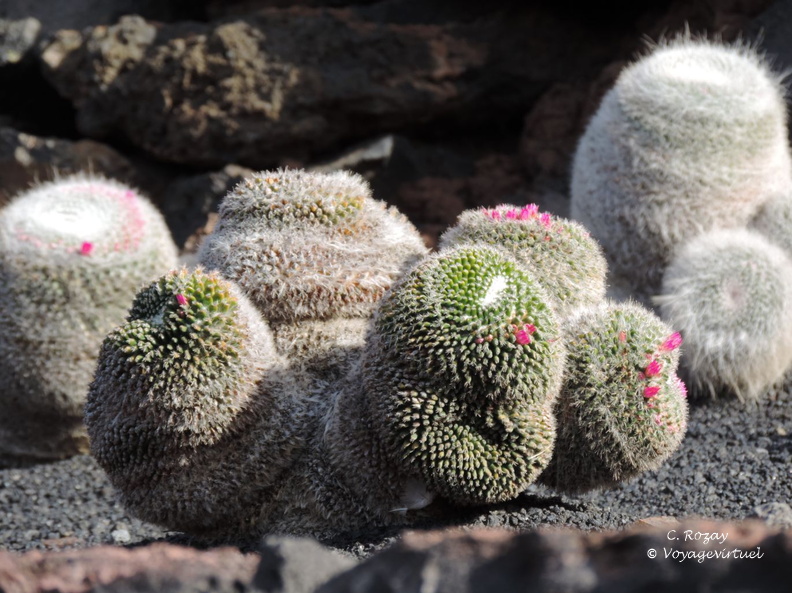 guatiza jardin de cactus 078