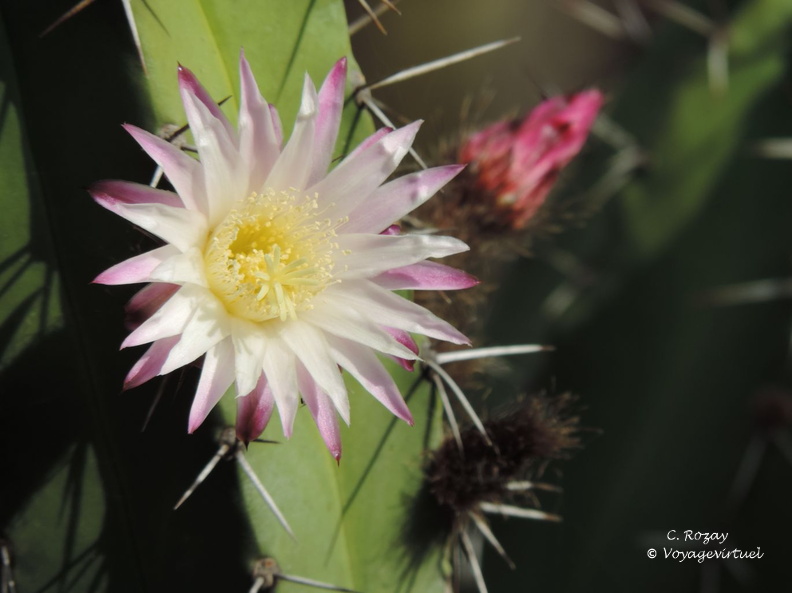guatiza jardin de cactus 091