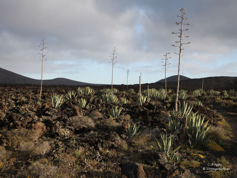 timanfaya 025