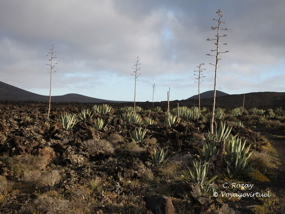 timanfaya 025