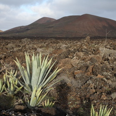 timanfaya 026