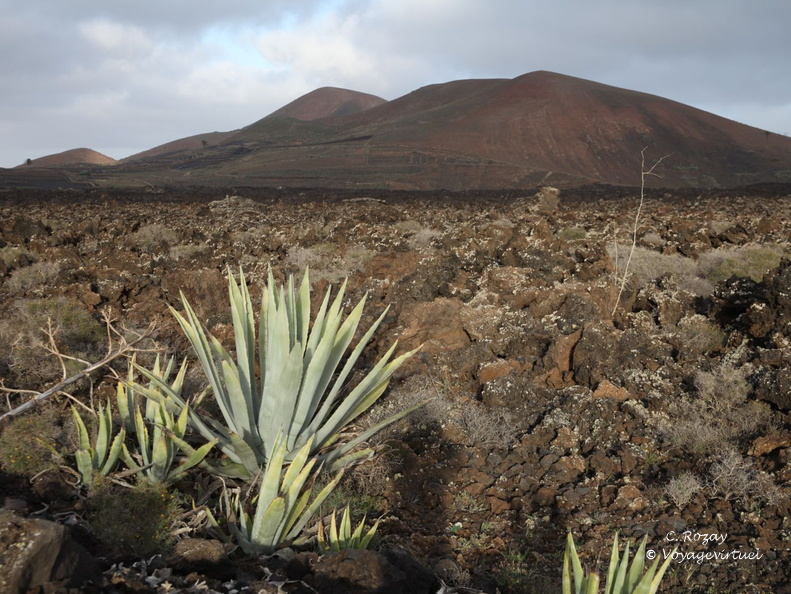 timanfaya 026