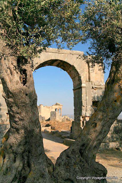 Dougga, Arc de Sévère Alexandre entre les oliviers - Tunisie