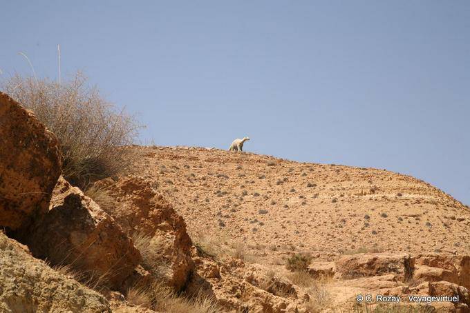 Diplodocus sur le djebel Bir Miteur - Tunisie