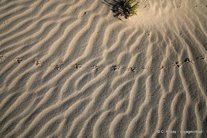Traces dans le sable sur la plage des 5000 ans, Djerba - Tunisie