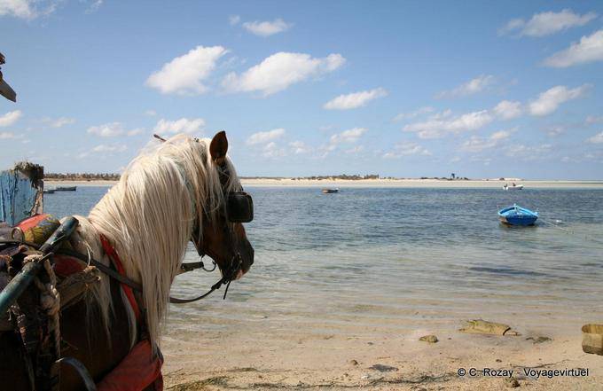 Cheval de trait, Seguia, Djerba - Tunisie
