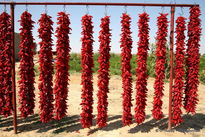 Gros plan sur les piments rouges accrochés - Tunisie