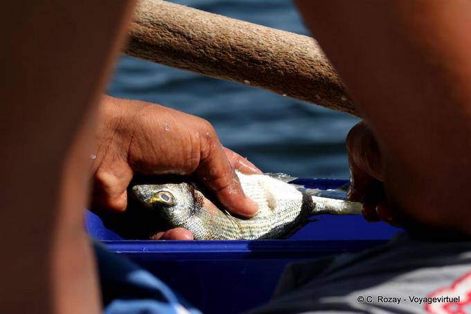 Poisson frais dans la main, Ouled Kacem ,Kerkennah - Tunisie