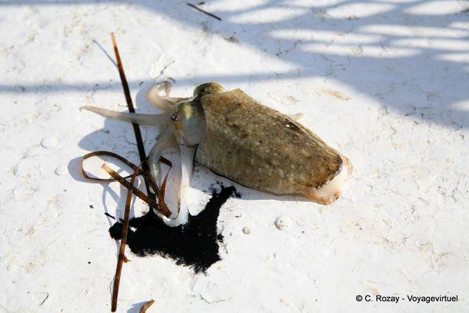 Calamar et son encre sur le pont du bateau, Ouled Kacem, Kerkennah - Tunisie