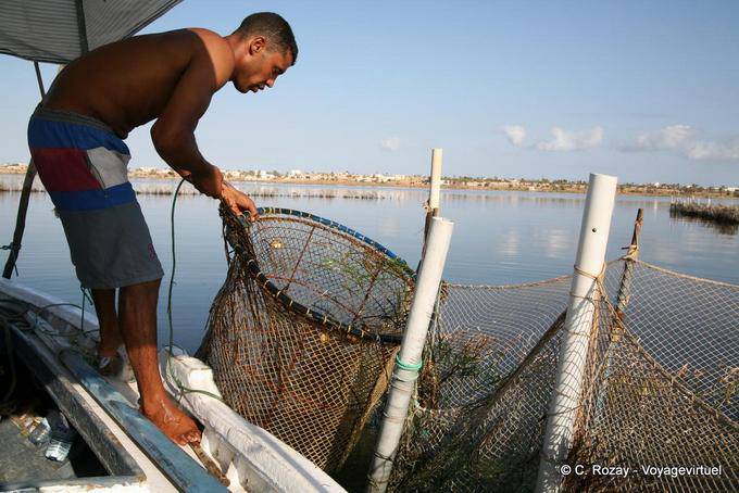 Dépose de la nasse de la chrafi (الشرفية), Ouled Kacem, Kerkennah - Tunisie