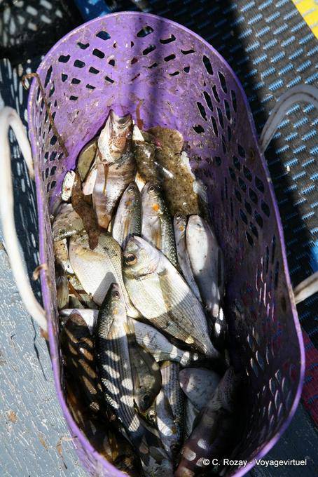 Panier avec la pêche du jour, Ouled Kacem, Kerkennah - Tunisie