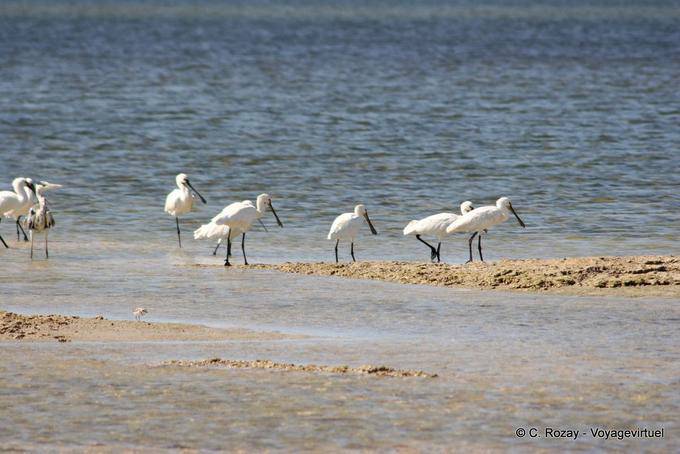 Groupe de spatules, Remla, Kerkennah - Tunisie