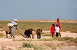 Famille avec son troupeau de moutons, Chergui, Kerkennah, Tunisie.