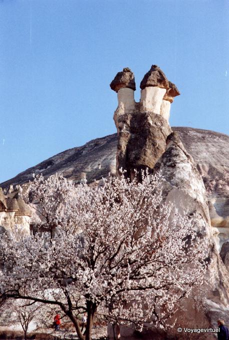 Arbre en fleur et cheminées de fée, Cappadoce - Turquie