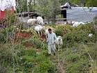 Moutons vers Alanya, Turquie.