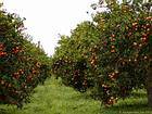 Orangers pleins d'oranges, Manavgat, Turquie.