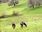 Le berger et ses deux vaches, Manavgat, Turquie.