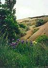 Iris dans un vallon près d'Uchisar, Cappadoce, Turquie.