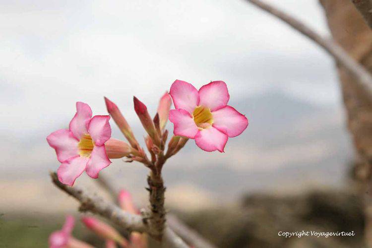 Fleur d'adenium obesum
Elles peuvent être de couleur rose comme ici avec des variantes jusqu'à rouge vif.
Mots-clés: Aden adenium