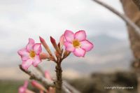 adenium-aden-road-2685.jpg