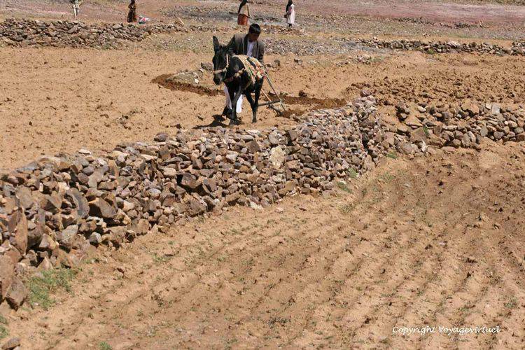 L'agriculture est difficile à plus de 3 000 m d'altitude sur le plateau de Masanaa
Mots-clés: Masanaa Bokur