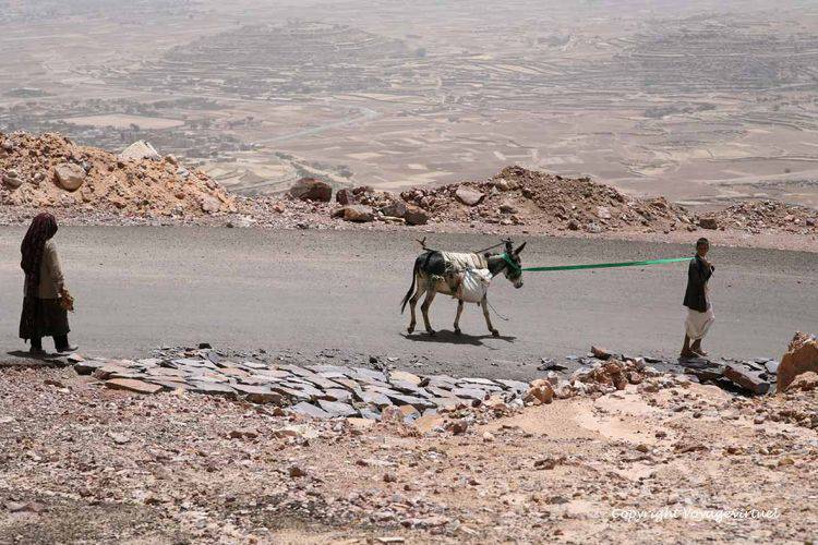 Ane rétif sur la route de Zakatine
Mots-clés: Zakatin