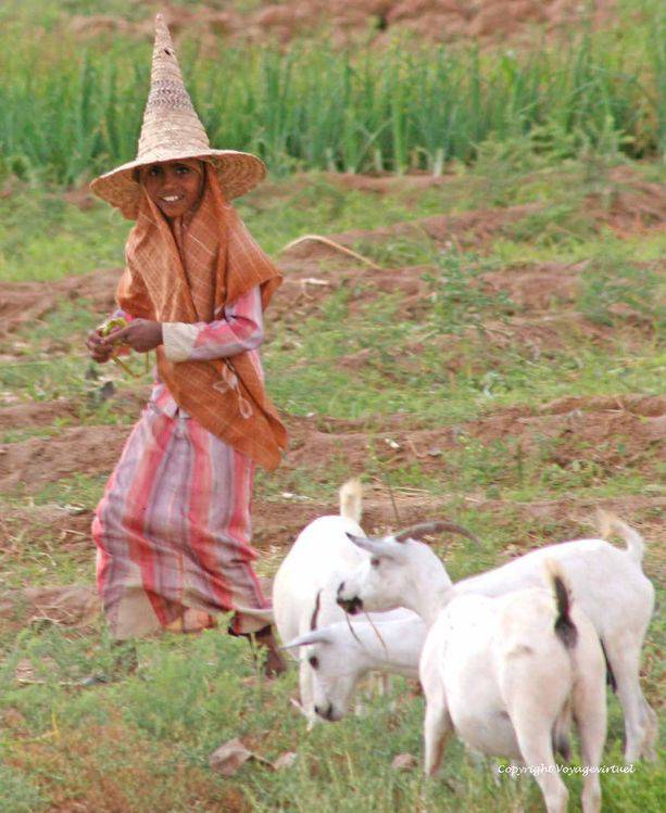 Hadramaout : la petite bergère au chapeau pointu
Mots-clés: Hadramaout bergère chapeau pointu