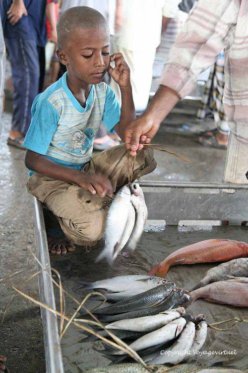 Le petit marchand de poissons port de Al-Hodeidah
Mots-clés: port Al-Hodeidah