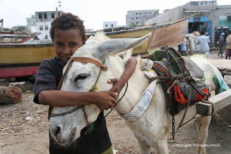 La mule et l'enfant - port de Al-Hodeidah
Keywords: mule enfant port Al-Hodeidah