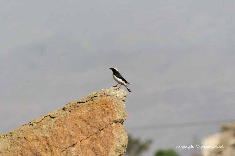 L'oiseau sur le rocher
Mots-clés: Al-Hajjarah