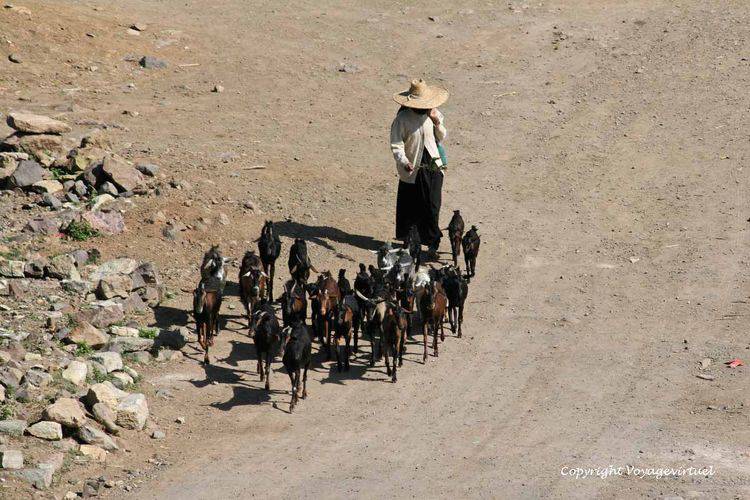 La bergère et ses chèvres
Mots-clés: Al-Hajjarah