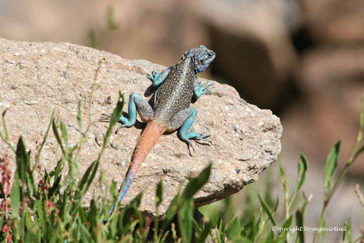 Le lézard sur le rocher
Mots-clés: Al-Hajjarah