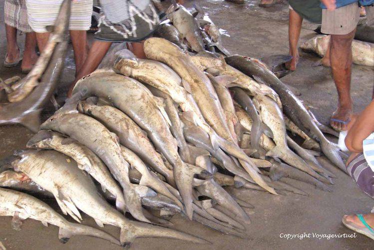 Petits requins à la vente
Mots-clés: Al-Hodeidah poisson