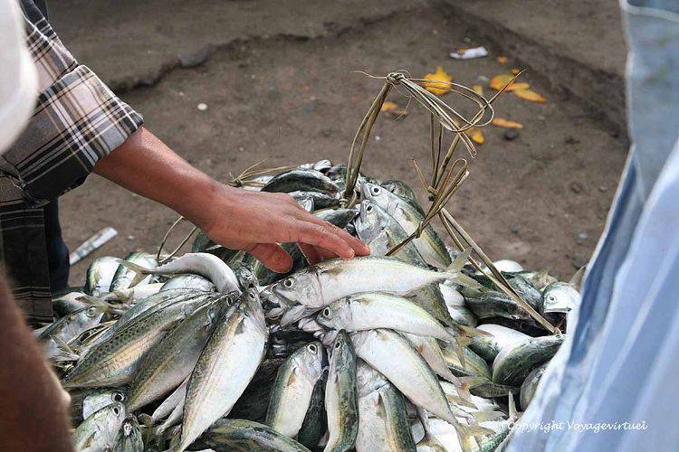 Pour une poignée de rials
Mots-clés: Al-Hodeidah poisson