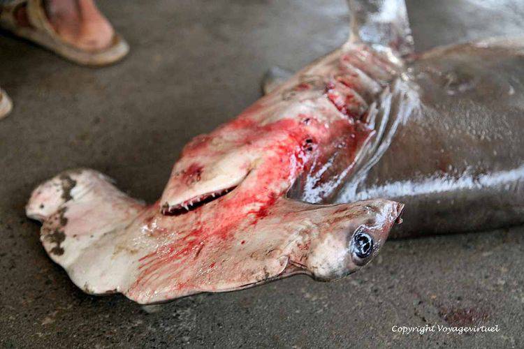 Tête du requin-mateau
Mots-clés: Al-Hodeidah poisson