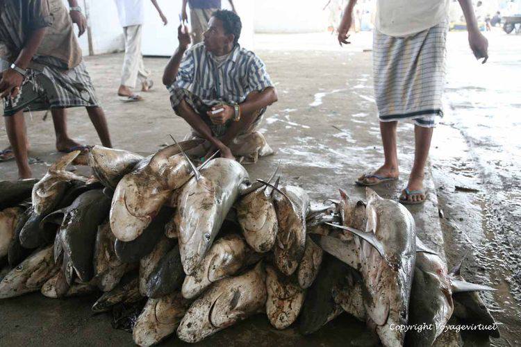 Empilement poissonneux
Mots-clés: Al-Hodeidah poisson