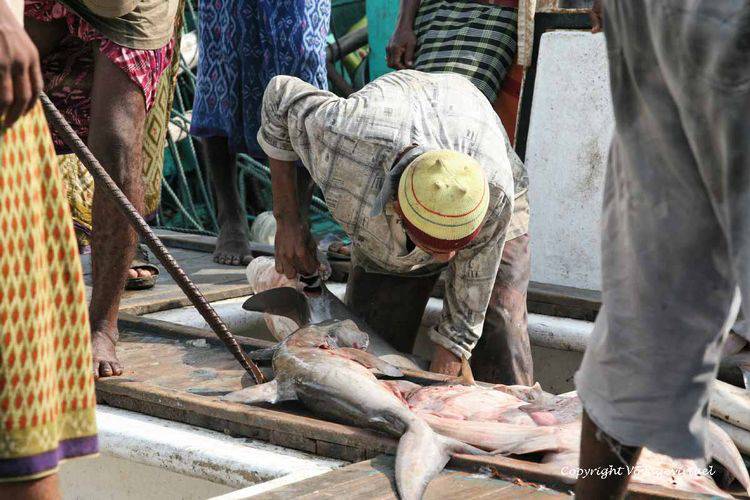 Mise en cale du poisson
Mots-clés: Al-Hodeidah poisson