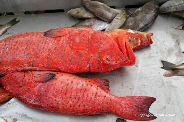 Poissons rouges
Mots-clés: Al-Hodeidah poisson