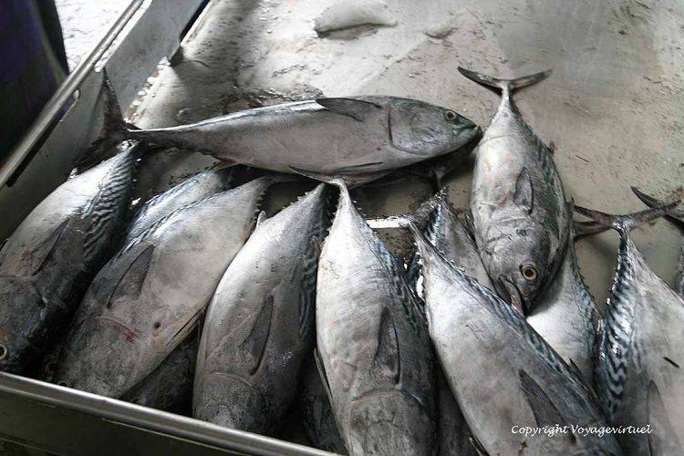 Thons
Mots-clés: Al-Hodeidah poisson