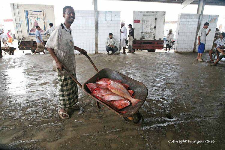 Transport de poissons rouges
Mots-clés: Al-Hodeidah poisson
