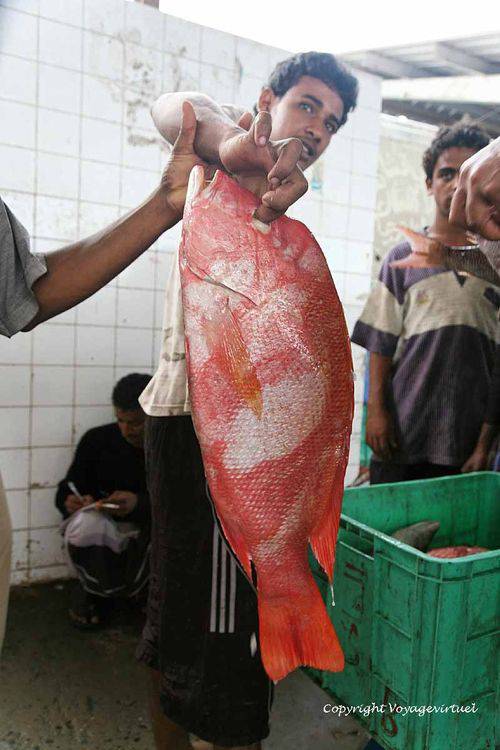 Une belle prise
Mots-clés: Al-Hodeidah poisson