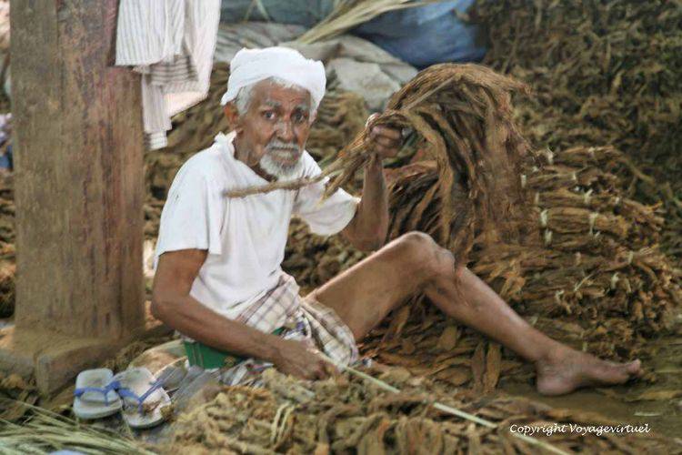 Travailleur du tabac
Mots-clés: Al-Hodeidah tabac