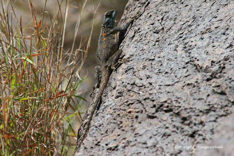 Et la femelle du lézard
Mots-clés: Al-Hoteib lezard
