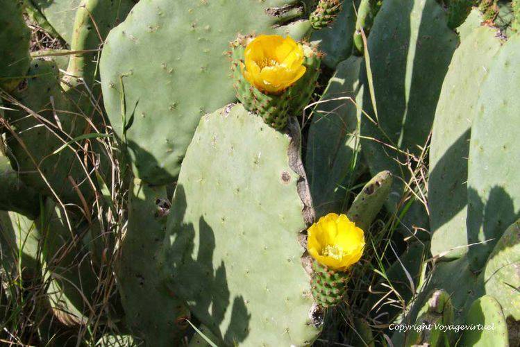 Fleurs de cactus
Mots-clés: Al-Hoteib