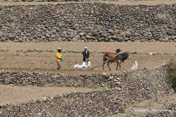 Labourage avec un zébu et la semeuse
Mots-clés: Kahel labour