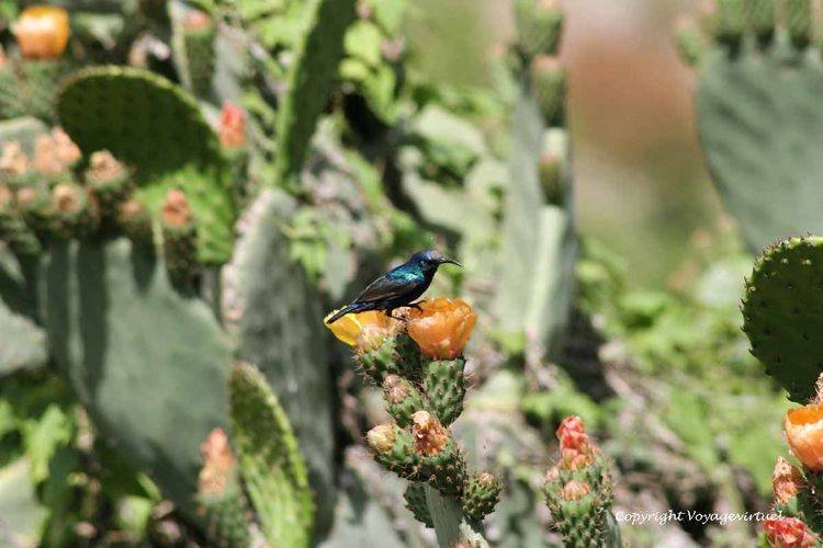 Colibri sur cactus
Mots-clés: Kahel