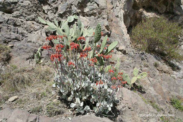 Plante grasse aux magnifiques fleurs rouges
Mots-clés: Kahel