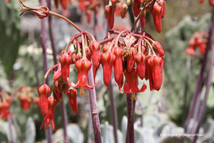 Gros-plan sur les fleurs
Mots-clés: Kahel